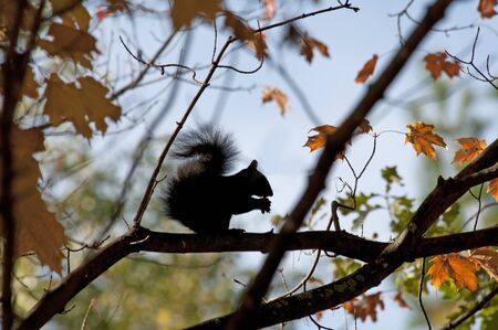 squirrel in a maple tree eating nuts