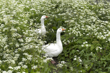 Cow parsley field with two white goosesの写真素材