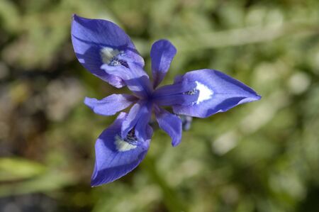 Wild Lis (Gynandiris sisyrinchium) in Greece mountainの写真素材