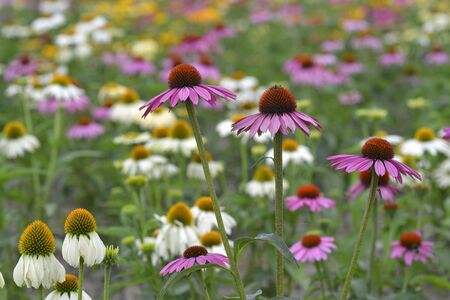 echinacea flowers with mixed colors in a fieldの写真素材