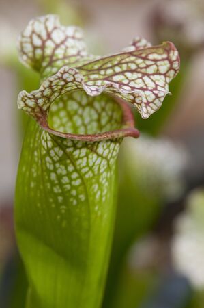 cBeautiful arnivorous plant growing in a tropical gardenの写真素材