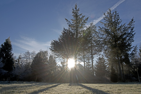 sunray trough forest in a beautiful winter seasonの写真素材