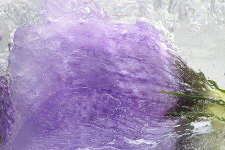 Beautiful flower frozen in ice at winter seasonの写真素材