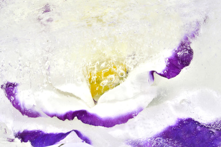 Beautiful flower frozen in ice at winter seasonの写真素材