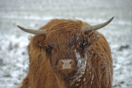 Scottish Highlander in snowy and windy landscapeの写真素材