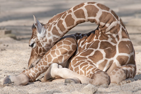 giraffe sitting in the sand and washing himselfの写真素材