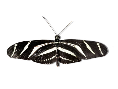 Black and white Heliconius charithonius isolated ona white backgroundの写真素材