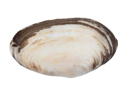 common otter shel isolated on a white backgroundの写真素材