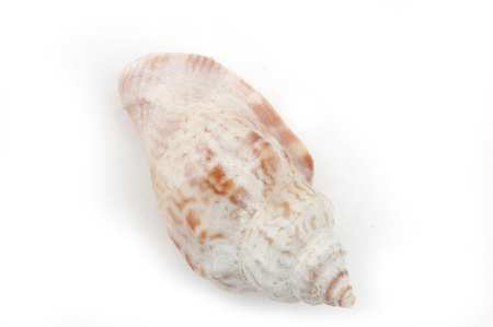 Buccinum undatum isolated on a white backgroundの写真素材
