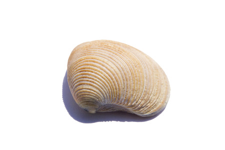 saltwater clams isolated on a white backgroundの写真素材