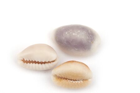 Cowry shells isolated on a white backgroundの写真素材
