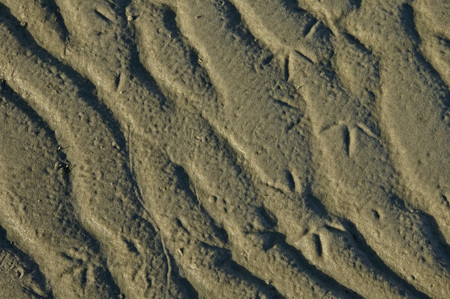 Textures of waves and birds in the  sand on the island Vlieland, the Netherlands.