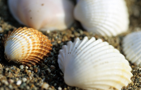 A collection of shells on a beach.