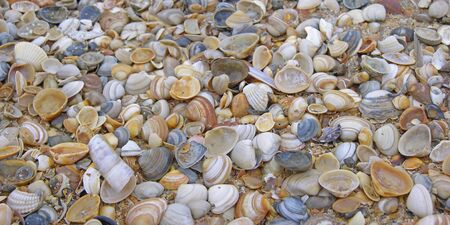 A collection of shells on a beach.