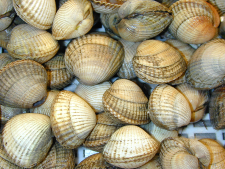 Fresh cockels from the sea ready to be cooked.