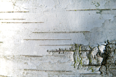 The natural structure of a birch's bark viewed up close.の写真素材