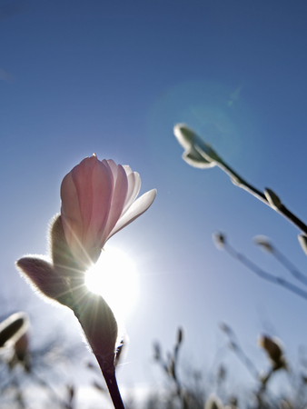 A close up of a magnolia thats just beginning to sprout.の写真素材