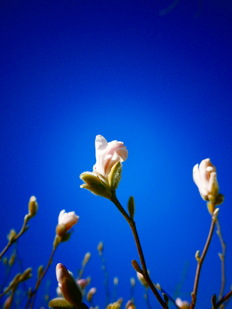 A close up of a magnolia thats just beginning to sprout.の写真素材