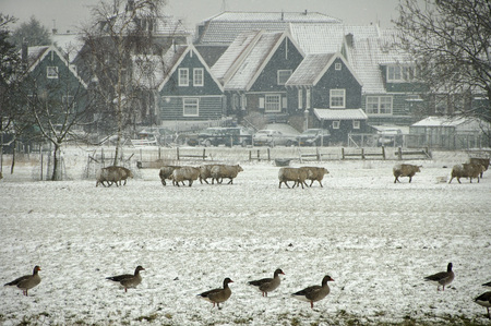 The traditional dutch village Marken in the Netherlandsの写真素材