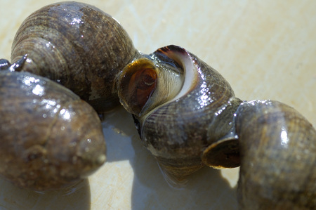 Freshley caught seafood laying on a flat survace, the Netherlandsの写真素材