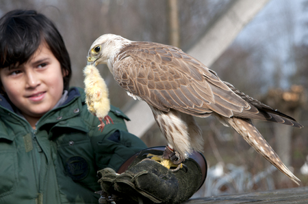 A falcon sitting on a boy's arm with its prey in its beak.の写真素材