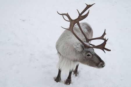 A reindeer with enormous antlers is standing in the snow.