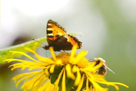 A butterfly and a bee enjoying a yellow flower's sweet nectar together.の写真素材