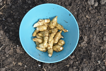 Fresh picked erath pear to make a delicious dish in the gardenの写真素材