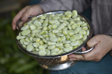A bunch of fresh beans in a colander held by someone.