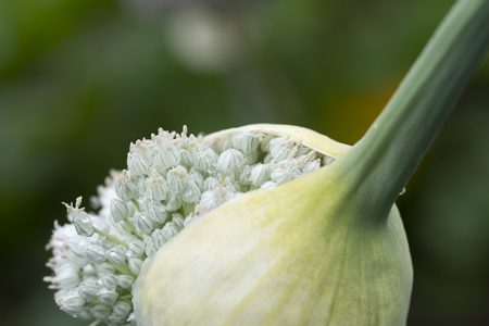onion plant flowering beautifully in the vegetable gardenの写真素材