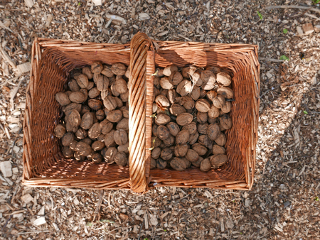 fresh walnuts from the garden in a reed basket
