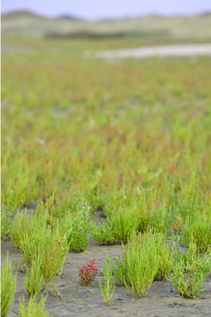 samphire growing in sand at the island Texel, The Netherlands