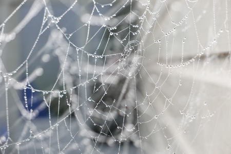 water drops on spiderweb, The Netherlandsの写真素材
