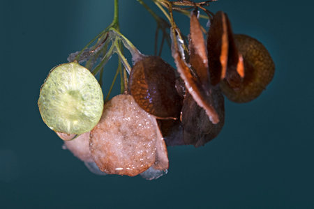Autumn seeds of Hop tree with ice on it. High quality photo