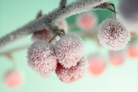 Red ornamental apples covered with ice. Decorative apple tree branches in ice glaze. High quality photoの写真素材