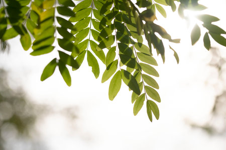 Tamarind leaves pattern design for clothes and home wallpaper. High quality photoの写真素材