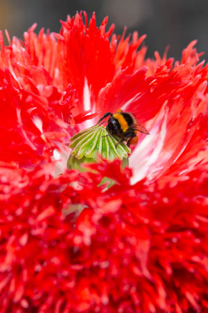 Honeybee collecting pollen from a red poppy flower.High quality photoの写真素材