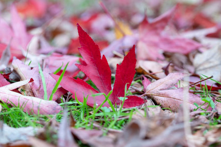 Red, green and yellow leaves of the maples had fallen to ground. High quality photo