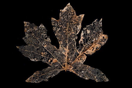 Skeleton brown Maple leaf isolated on a black background. High quality photo