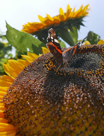 Monarch butterfly on top of a sunflower.. High quality photoの写真素材
