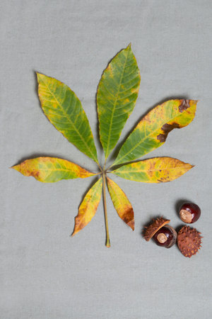 Chestnuts with a leaf on a gray background. High quality photoの写真素材