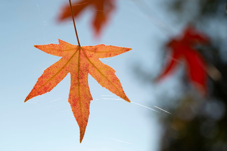 Leaves of the Maple tree which turned orange and red in autumn. High quality photo