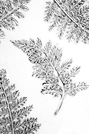 Black and white Fern pattern mixed media print. High quality photoの写真素材
