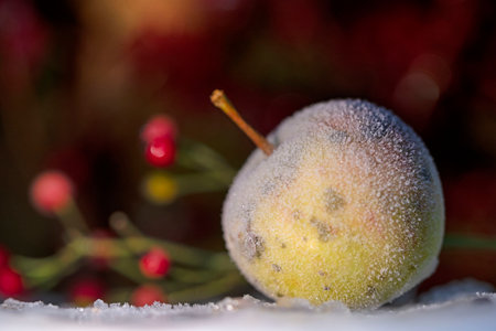 Frozen apples lie in the snow during the winter. High quality photoの写真素材