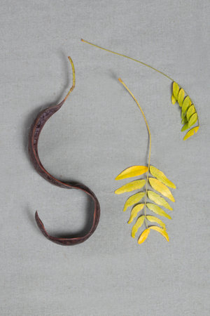 Autumn leaves and seed of the Tamarind tree. High quality photoの写真素材