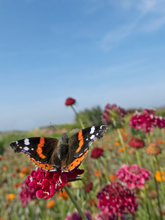 Monarch butterfly on top of a red Scabiosa flower.の写真素材