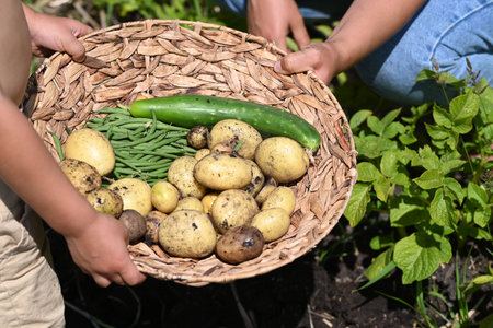 Child holding a basket with vegetable from the vegetablegarden.. High quality photo