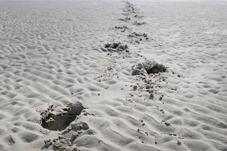 Deep footprints in the sand at a beach.