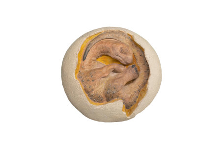 Oertijdmuseum-Boxtel-12-06-2022: Embryo of a dino in museum The Netherlands.