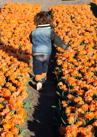 Happy child is running in red tulip field.の写真素材